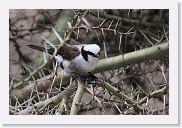 14SerengetiDayGameDrive - 110 * Northern White-crowned Shrike.